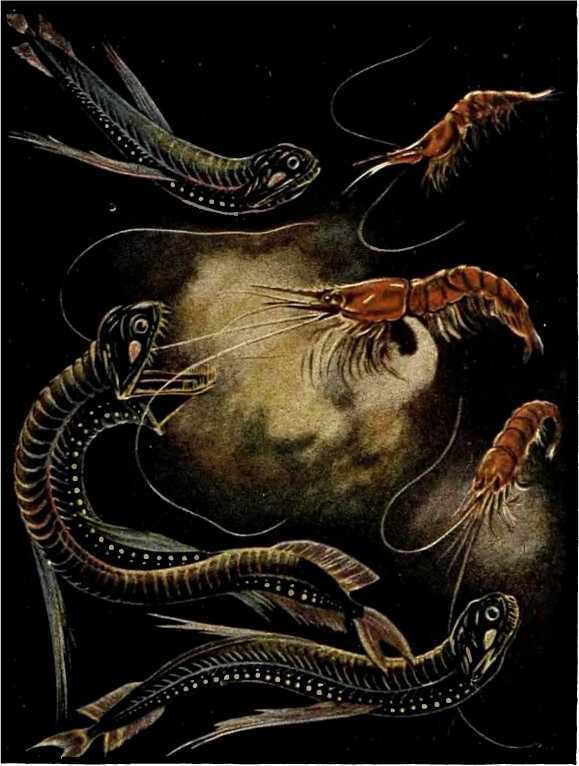 В морской глубине - i_057.jpg