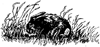 Самый быстроногий - Samyj_bystronogij@ill2.png