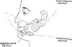 В тайниках человеческого тела - i_022.jpg