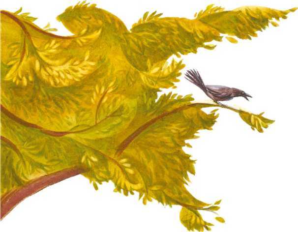 Чудесный чарык<br />(Крымскотатарские народные сказки) - i_019.jpg