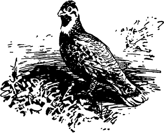 С первым открытием, Костик!<br />(Рассказы) - i_014.png