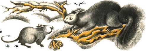 Не уходи, Аук!<br />(Лесные сказки) - i_028.jpg