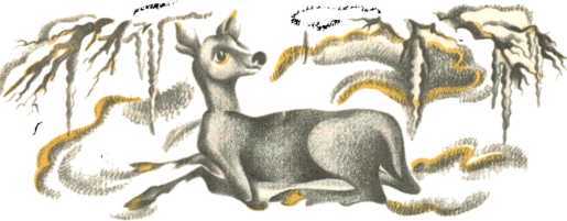 Не уходи, Аук!<br />(Лесные сказки) - i_042.jpg