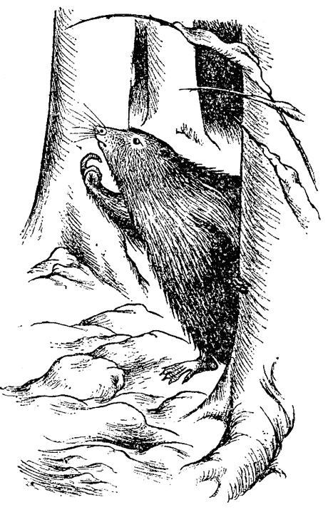 Хроники Нарнии. Вся история Нарнии в 7 повестях - i_066.png