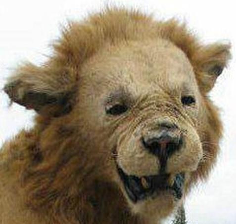 Пасхальный кролик (СИ) - nonjpegpng_img2.jpg