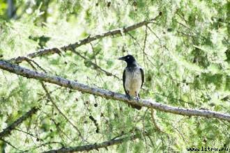 Домашний компьютер № 8 (122) 2006 - pic_64.jpg