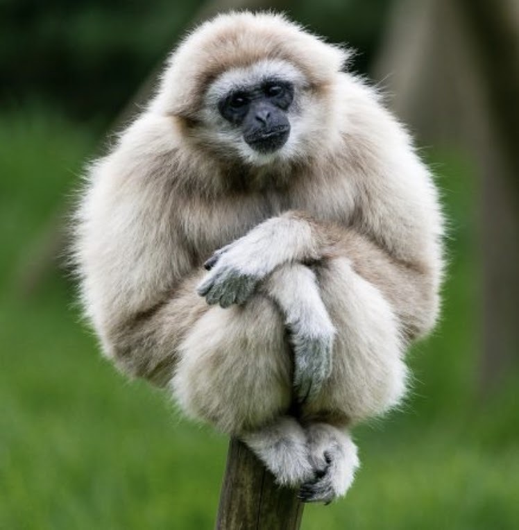 Особенности укрощения небожителей (СИ) - img_5