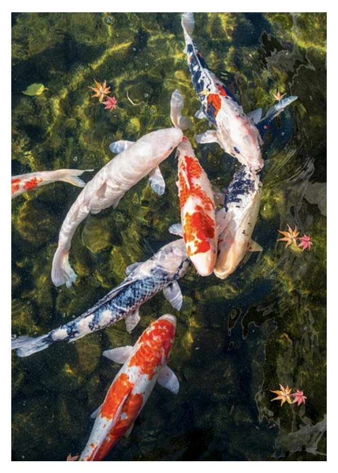 Особенности укрощения небожителей (СИ) - img_4