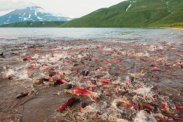 Жизнь и смерть лососевых рыб на окраинах нашей родины - img_0