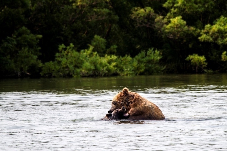 Жизнь и смерть лососевых рыб на окраинах нашей родины (СИ) - img_1