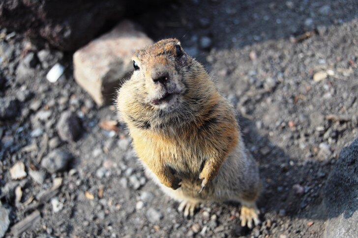 Жизнь и смерть лососевых рыб на окраинах нашей родины (СИ) - img_5