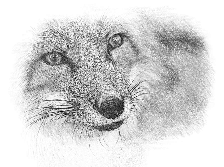 Гимназистка. Под тенью белой лисы (СИ) - _172d8d2b8c4a4d3786eb3318d47fcfd4.jpg