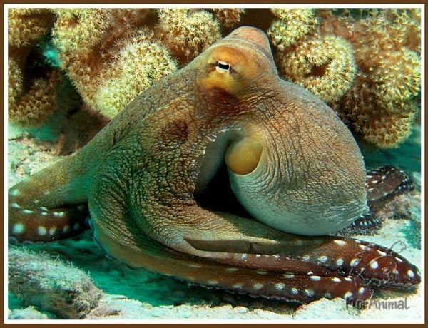 Опасные обитатели морских глубин (СИ) - img_43
