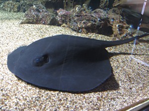 Опасные обитатели морских глубин (СИ) - img_60