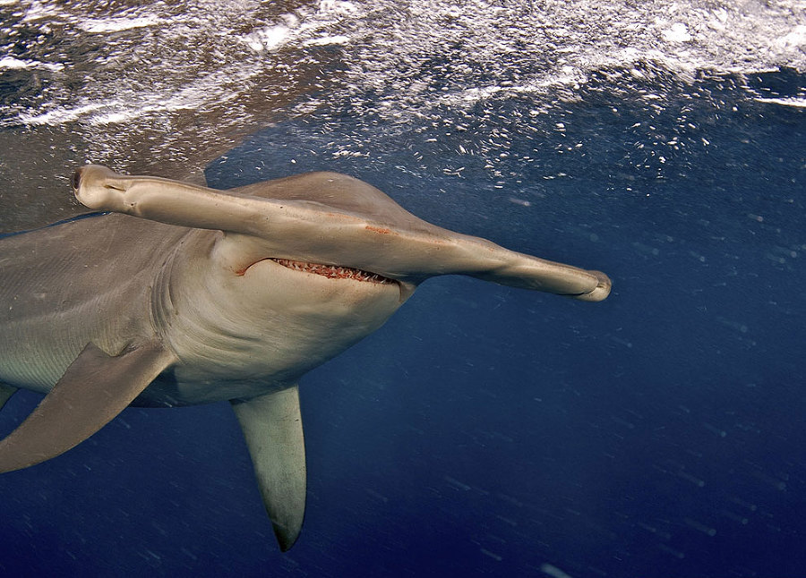 Опасные обитатели морских глубин (СИ) - img_4