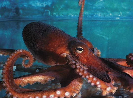 Опасные обитатели морских глубин (СИ) - img_40
