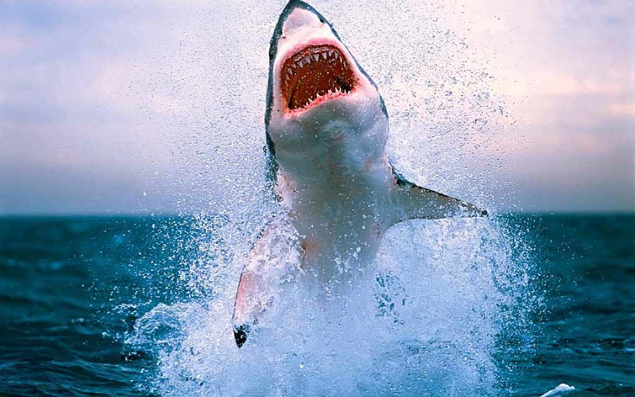 Опасные обитатели морских глубин (СИ) - img_7