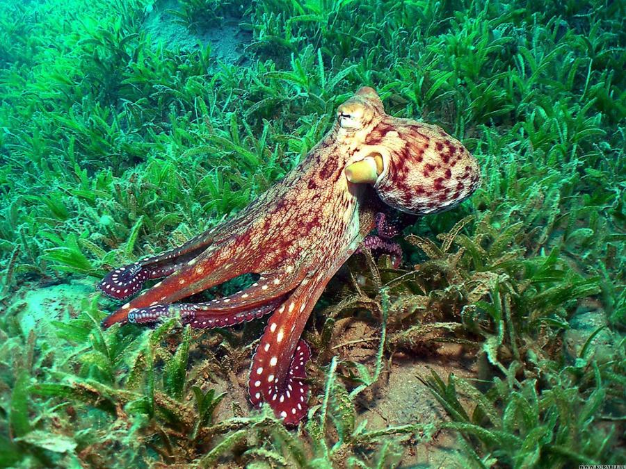 Опасные обитатели морских глубин (СИ) - img_42