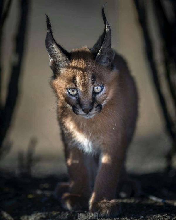 Император из двух времен (СИ) - _88aa749dfde2460fbd934a3dce00687d.jpg