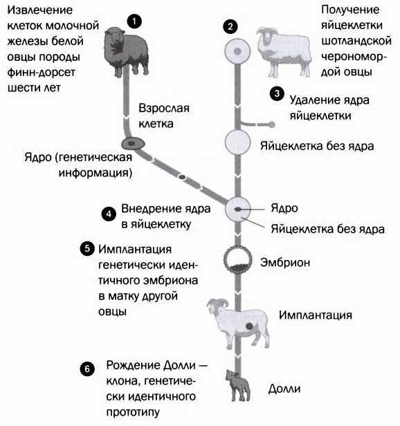 Я — не моя ДНК. Генетика предполагает, эпигенетика располагает - i_002.jpg