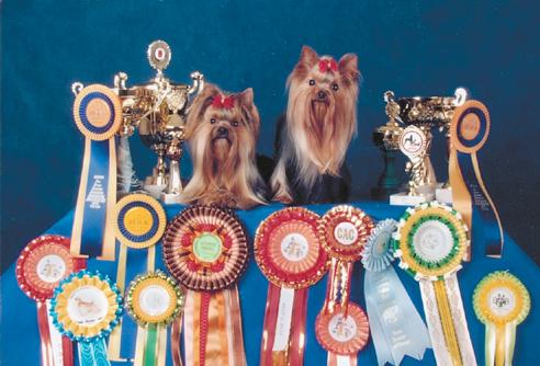 Йоркширский терьер - v01.jpg