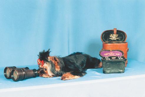 Йоркширский терьер - v10.jpg