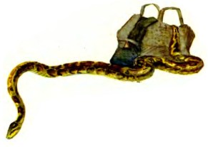 Рассказы дрессировщика - i_058.jpg