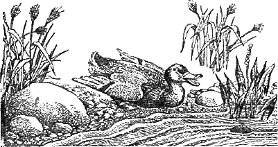 Доктор Айболит (с иллюстрациями) - g37.png