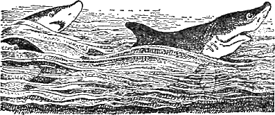 Доктор Айболит (с иллюстрациями) - g52.png