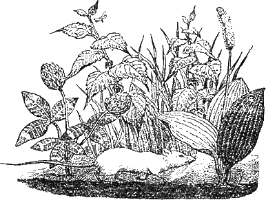 Доктор Айболит (с иллюстрациями) - g88.png