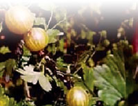 Крыжовник - i_002.jpg