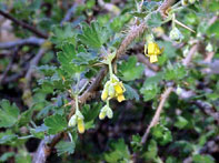 Крыжовник - i_003.jpg