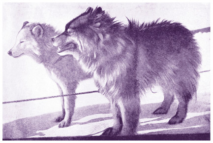 Мифы Дальнего Востока. От хозяина тайги Дуэнте и шаманки Кытны до духов вулканов и мухоморных девушек - img_10