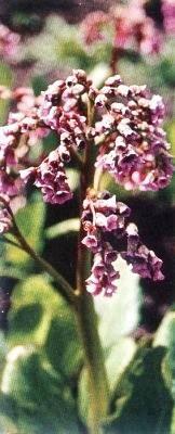 Растения – твои друзья и недруги - g3.jpg