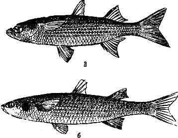 С ружьем на глубину. Спортивная подводная стрельба - m24.jpg