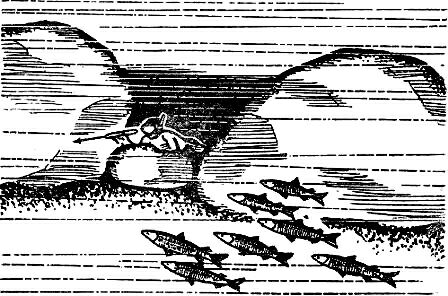 С ружьем на глубину. Спортивная подводная стрельба - m25.jpg