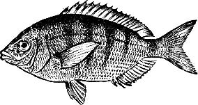 С ружьем на глубину. Спортивная подводная стрельба - m28.jpg