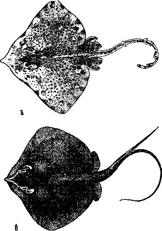 С ружьем на глубину. Спортивная подводная стрельба - m30.jpg