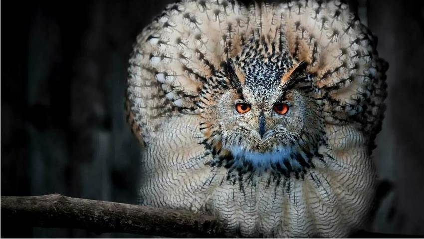 Пермский Губернский. Паритет (СИ) - img_2