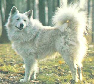 Энциклопедия собаки. Декоративные собаки. - i_004.jpg