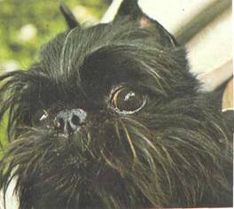 Энциклопедия собаки. Декоративные собаки. - i_015.jpg