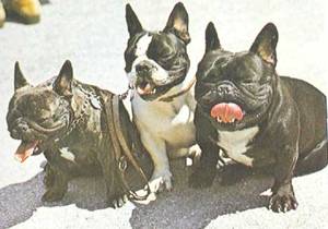 Энциклопедия собаки. Декоративные собаки. - i_019.jpg