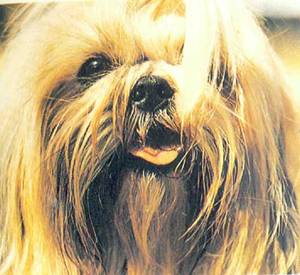 Энциклопедия собаки. Декоративные собаки. - i_021.jpg