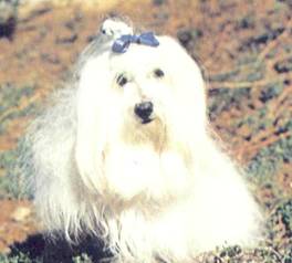 Энциклопедия собаки. Декоративные собаки. - i_038.jpg