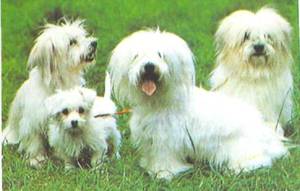 Энциклопедия собаки. Декоративные собаки. - i_043.jpg