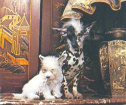 Энциклопедия собаки. Декоративные собаки. - i_046.jpg