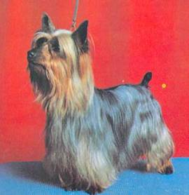 Энциклопедия собаки. Декоративные собаки. - i_058.jpg