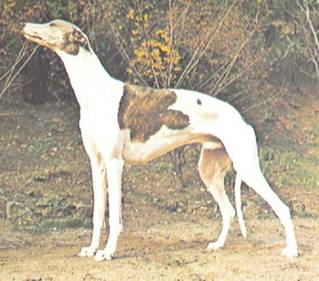 Энциклопедия собаки. Декоративные собаки. - i_059.jpg