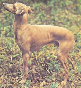 Энциклопедия собаки. Декоративные собаки. - i_061.jpg