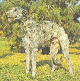 Энциклопедия собаки. Декоративные собаки. - i_063.jpg